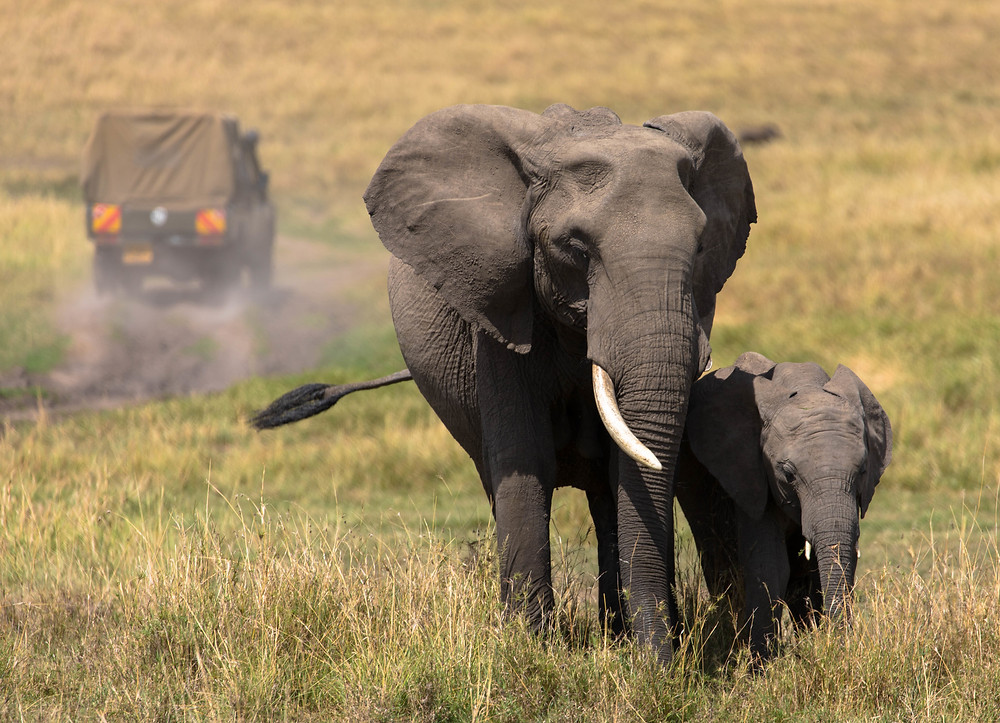 Eléphant , Afrique , Mozambique , colliers gps