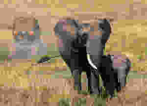 Eléphant , Afrique , Mozambique , colliers gps