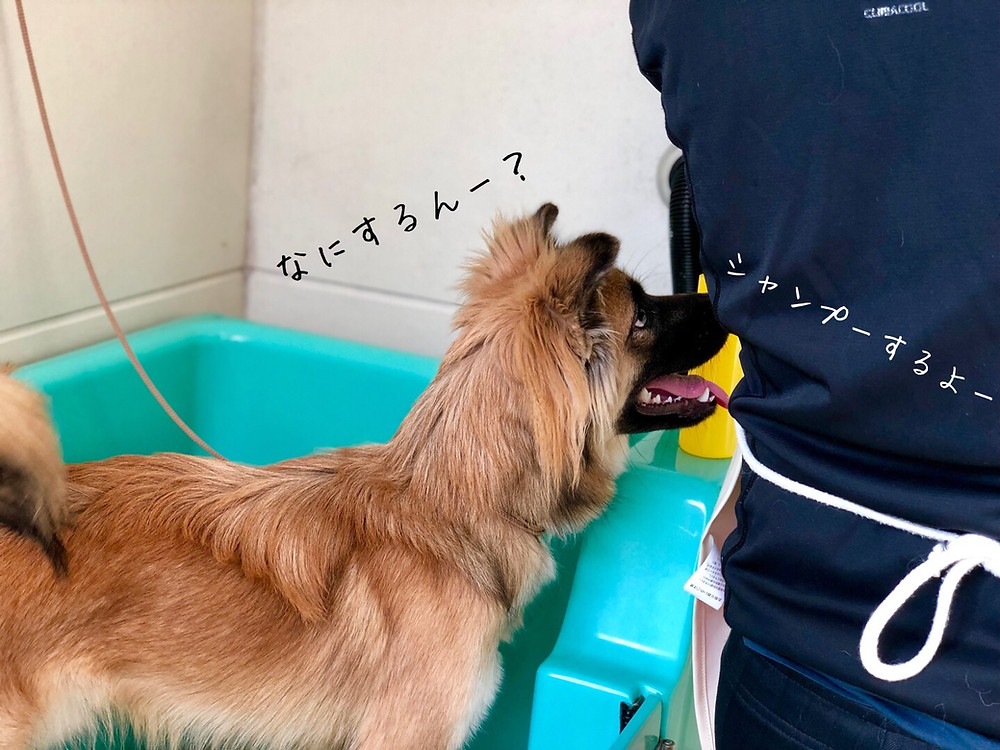 預かり犬 太郎くん
