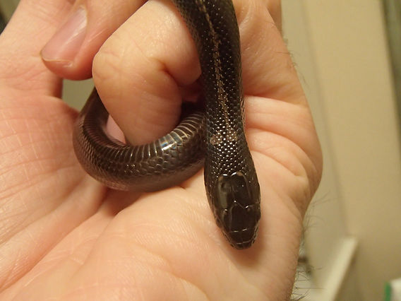 Mischief in Black