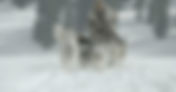 The Great Alaskan Race film review