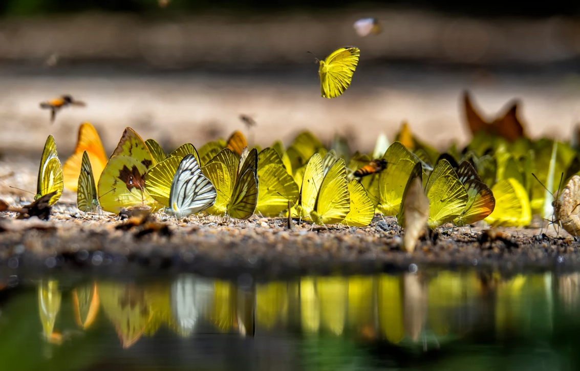 Butterflies foraging for minerals content media