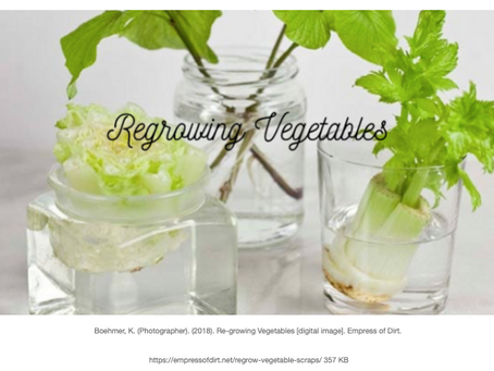 Regrowing Vegetables