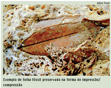 Paleobotânica: um campo vasto e pouco divulgado content media