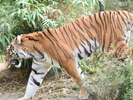 auf zu neuen Ufern - Tiger geht op jöck
