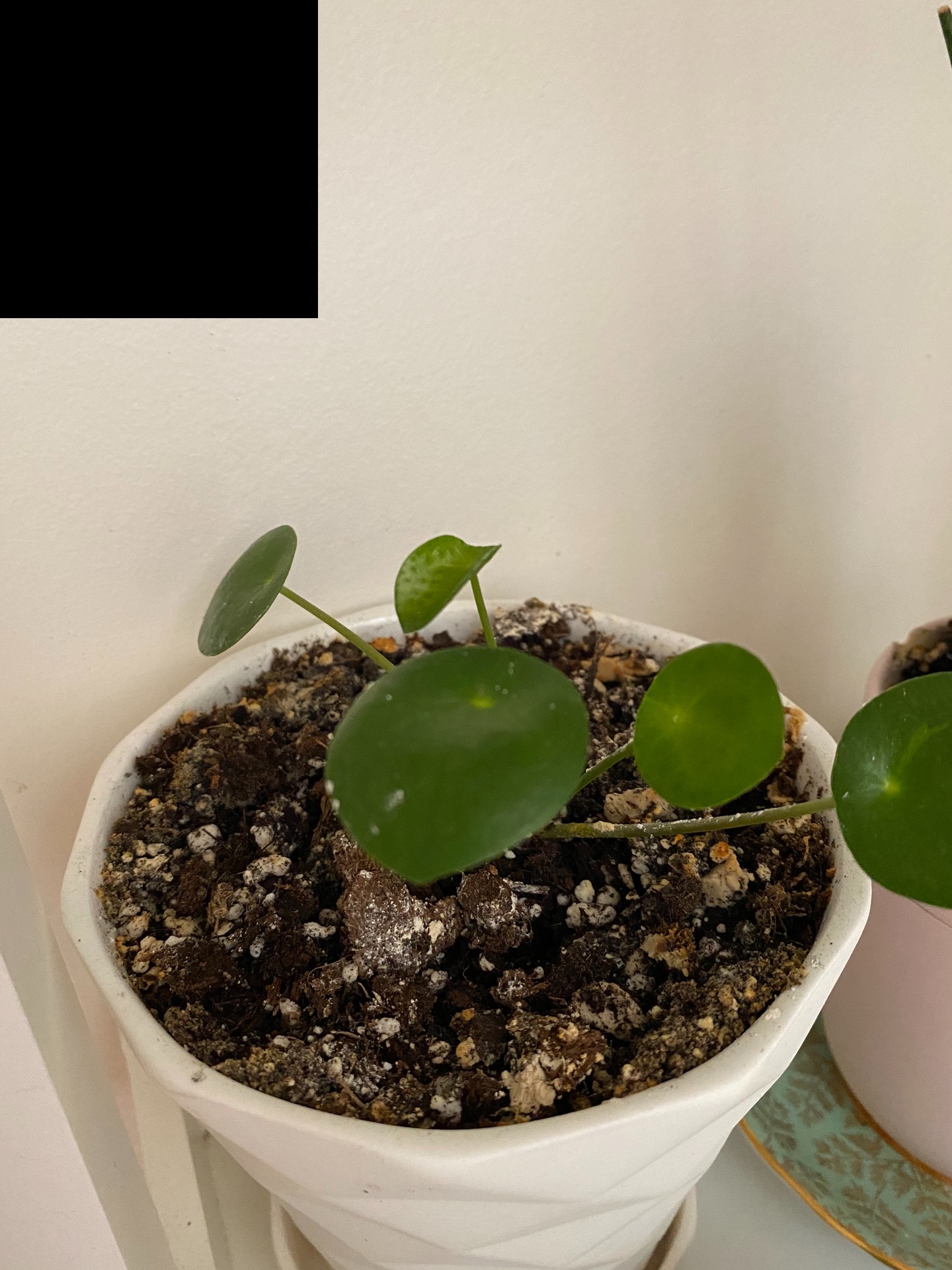 Propagations in Toronto content media