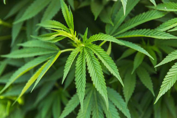 Mechanism of cannabis psychosis content media