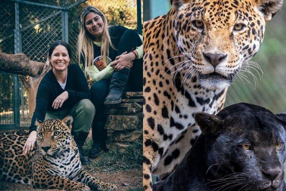 NEX – Jaguar & Puma Sanctuary content media