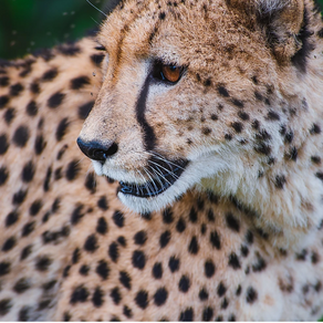 The Strongest Animal by Shawna Green