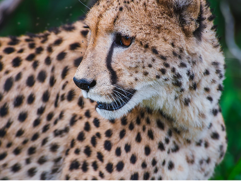 The Strongest Animal by Shawna Green