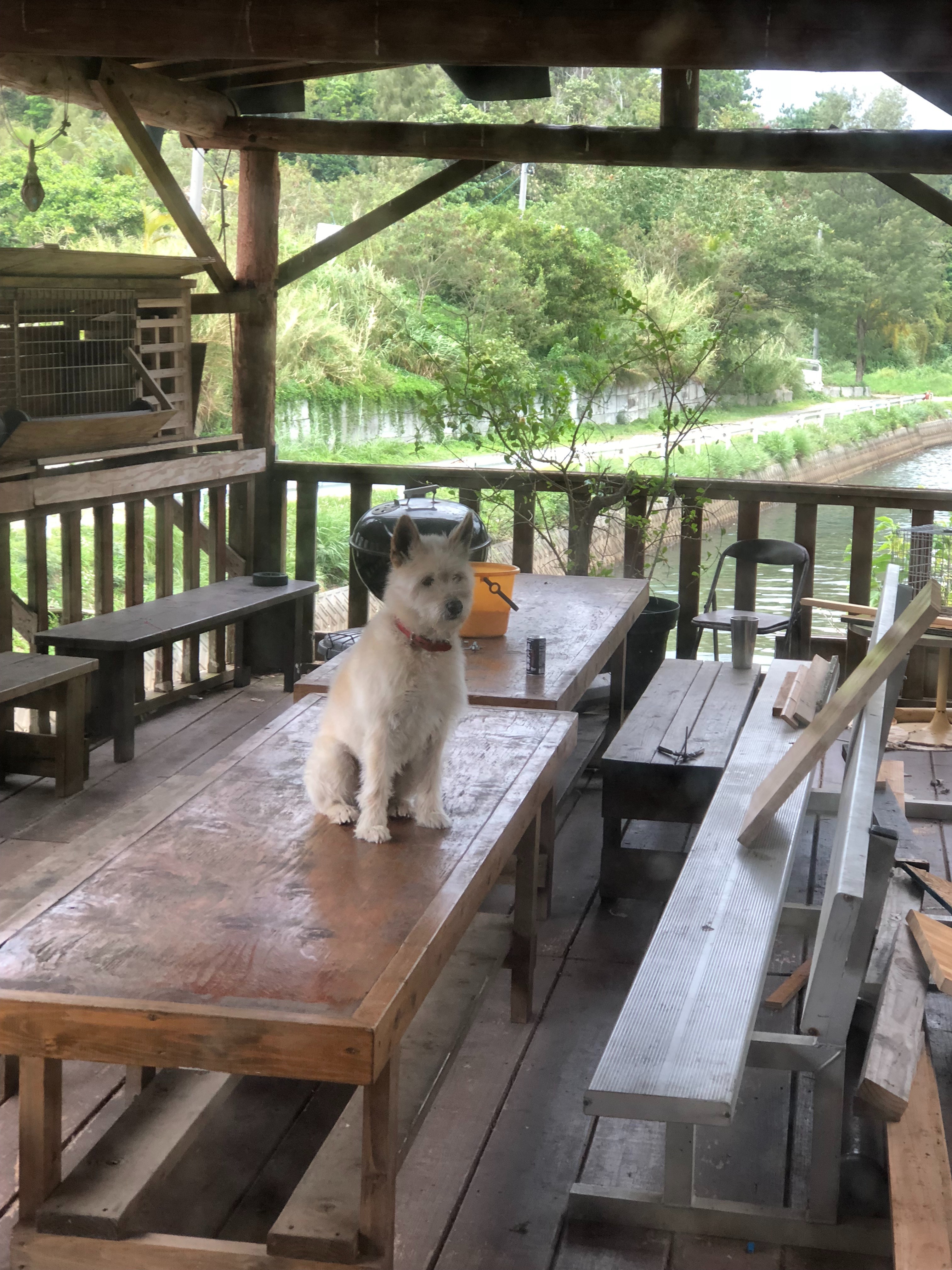 沖縄県国頭の食堂に可愛いワンコ発見 content media