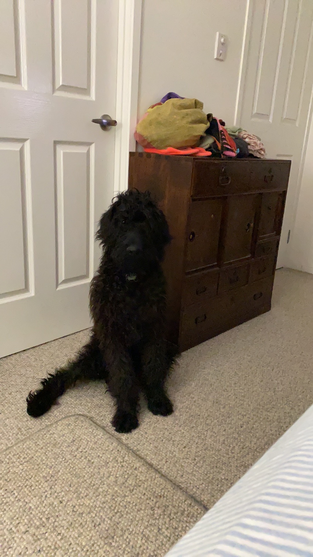 Pancho at nearly 6 months content media