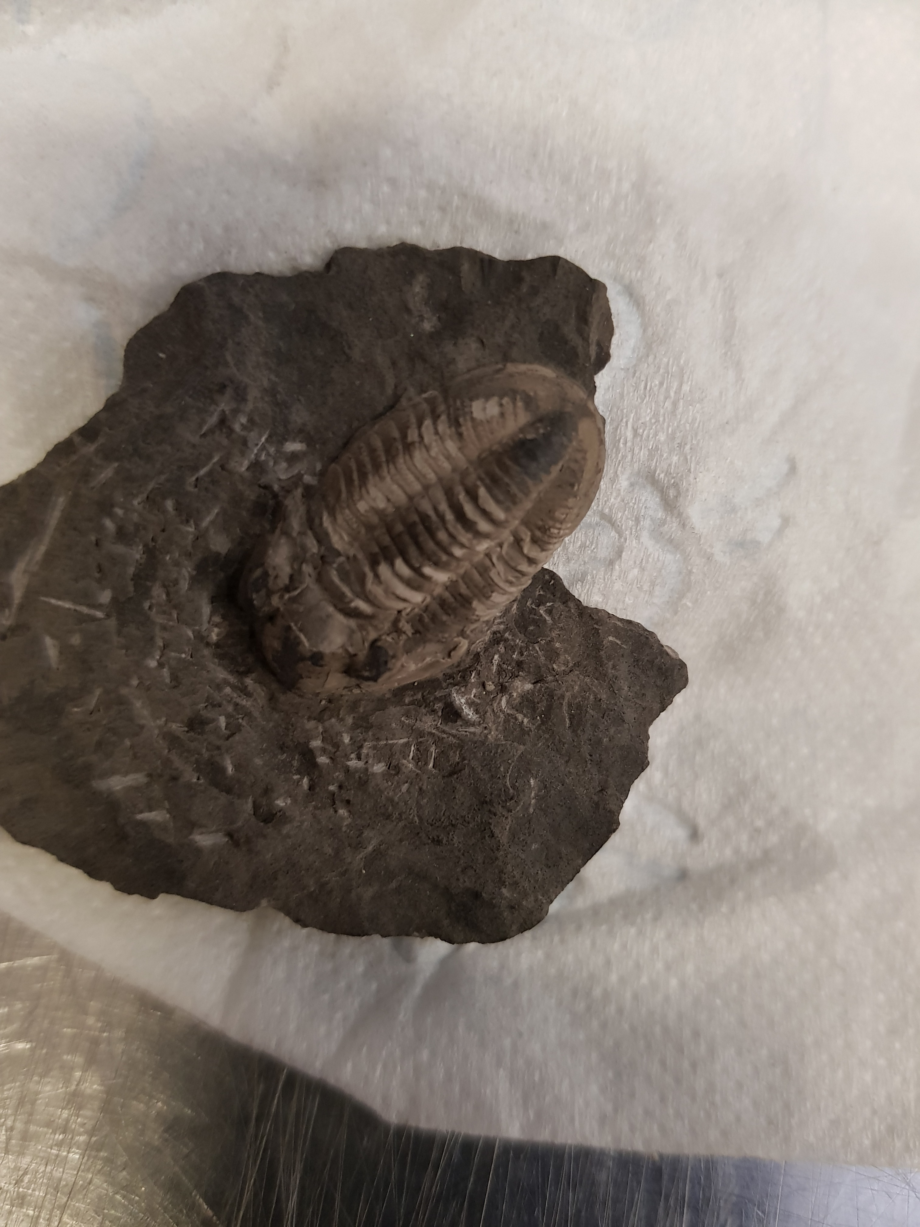 Trilobiti del carbonifero content media