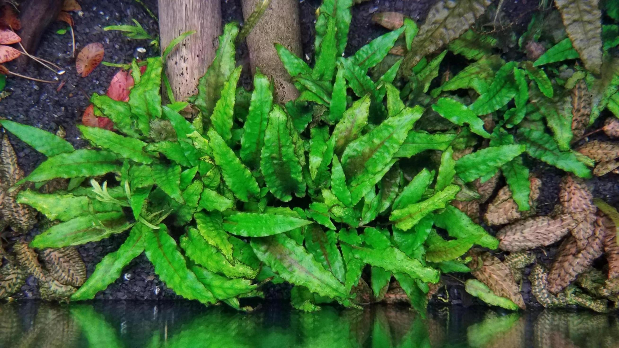 Aquatic plants content media