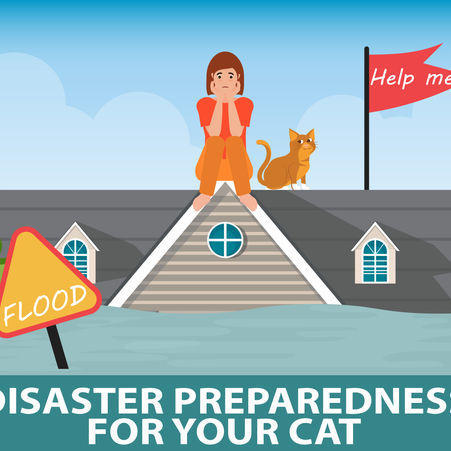 Disaster Preparedness for Cats
