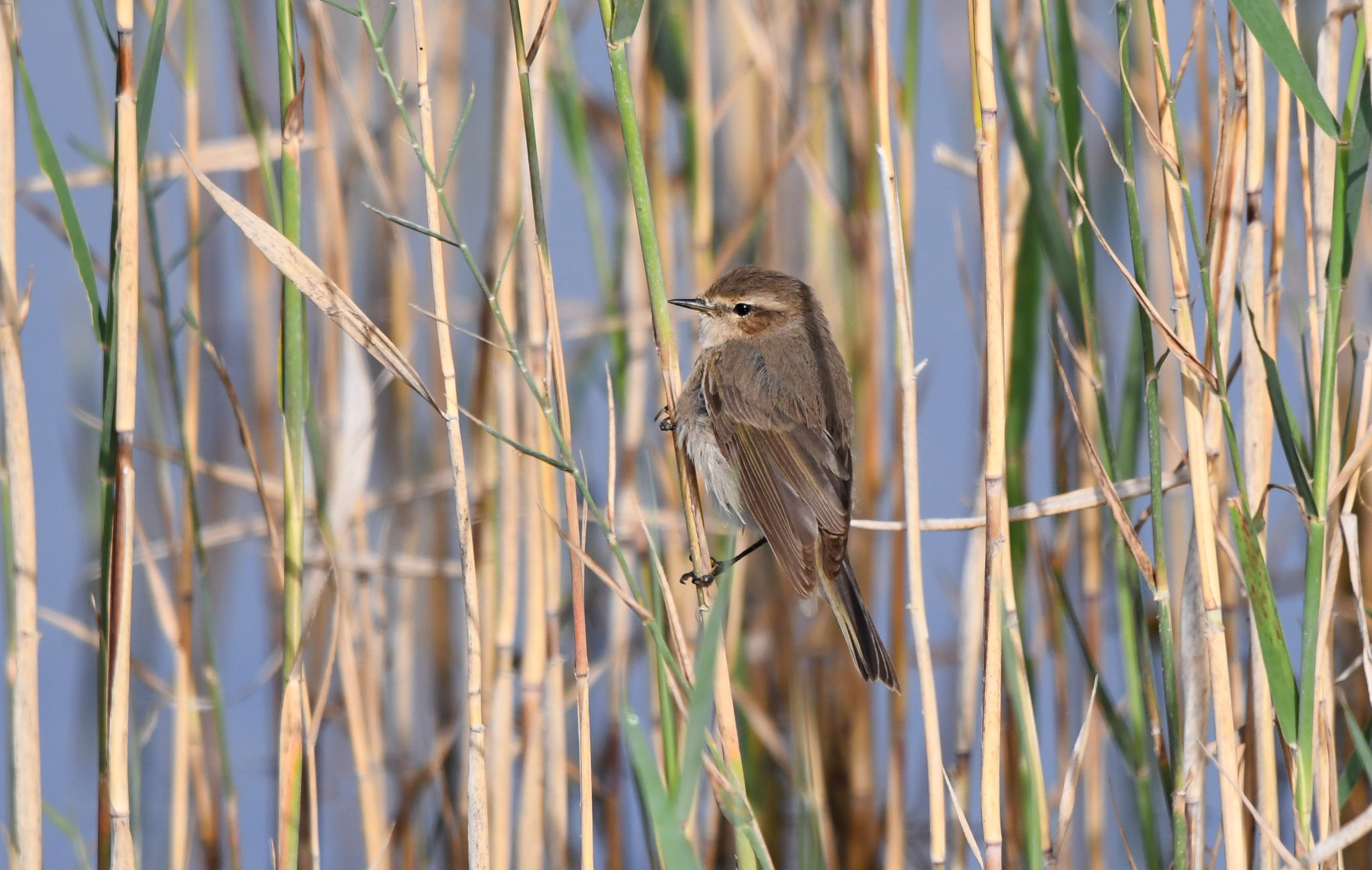 Warbler ID needed content media