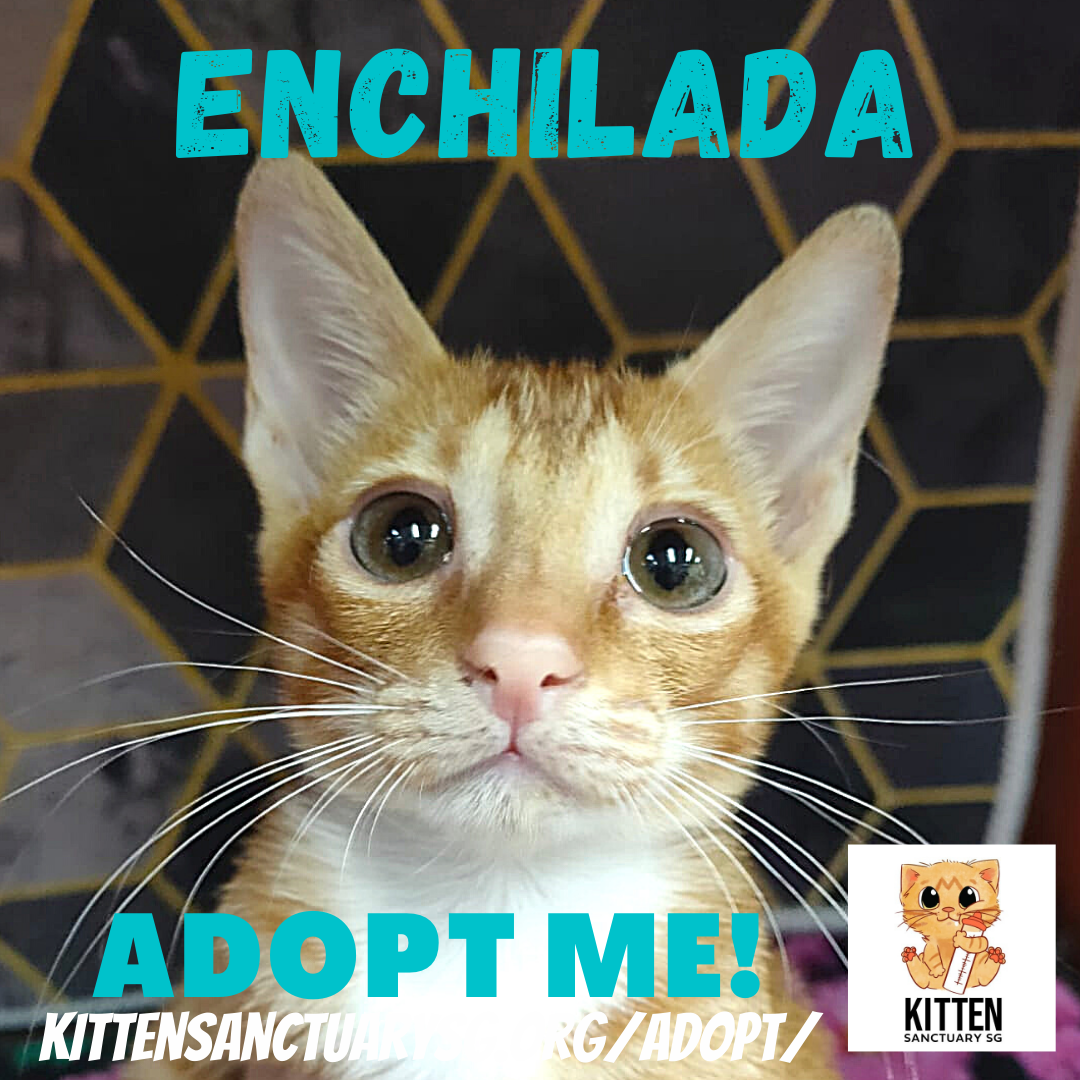 ADOPT ME! Enchilada (Kitten) content media
