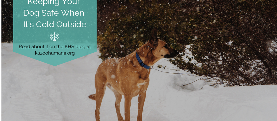 Keeping Your Dog Safe When It’s Cold Outside