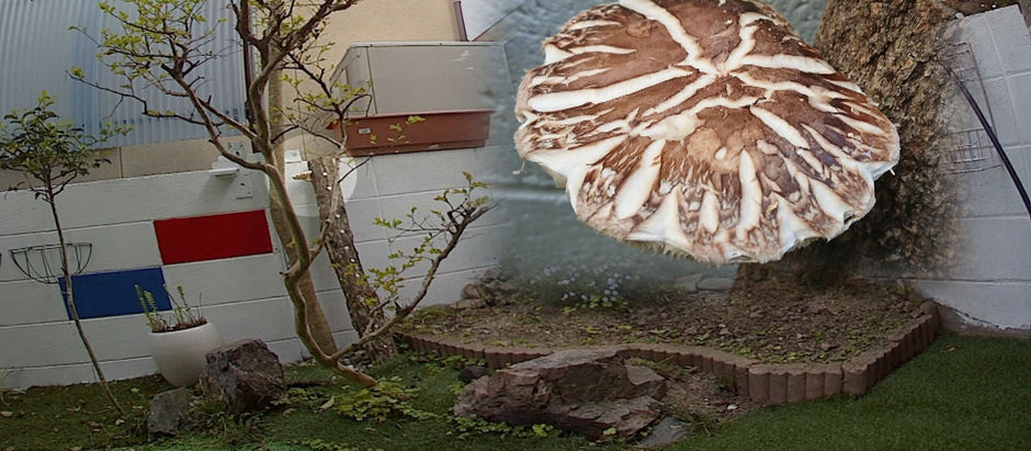 外出自粛　2020.4.30　Fri