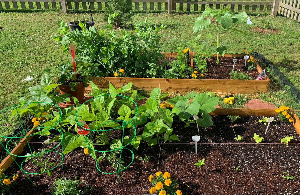 Playing Preschool - Unit 14: Plants