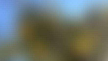 寒い冬にオススメのアロマオイル!! 家族みんなで使える『柚子』で、体も心もポカポカに