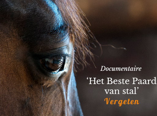 Documentaire: ‘Het Beste Paard van Stal’ Vergeten