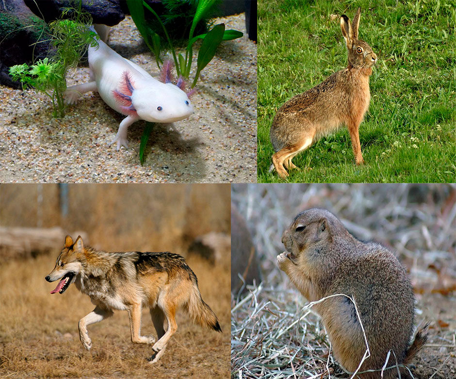 CIENCIAS NATURALES "ESPECIES ENDÉMICAS"