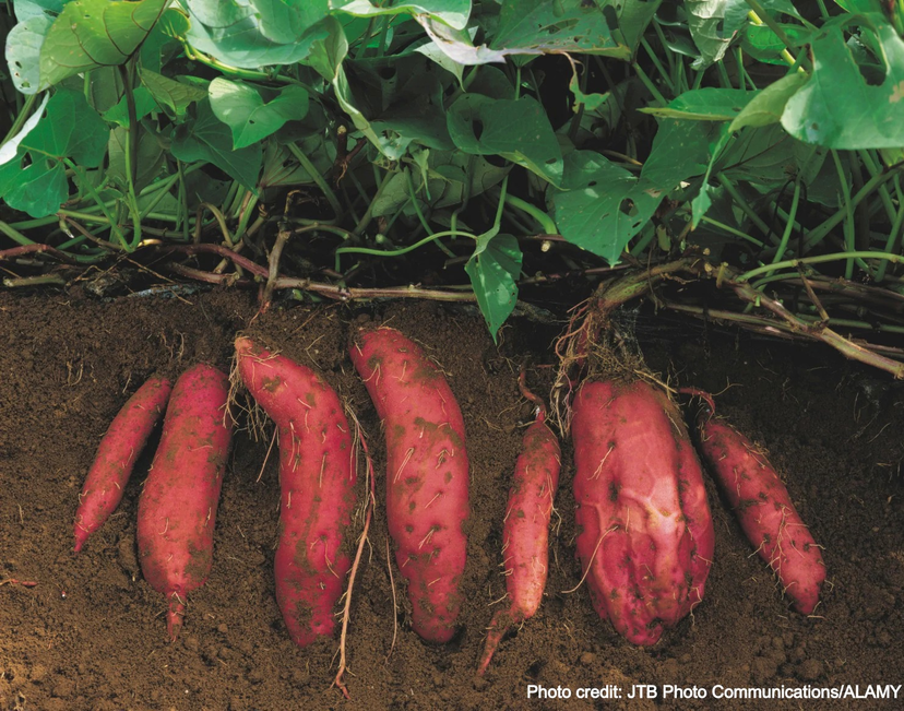Week 9: If There's One Thing You Should Do In Your Garden This Spring...This Is It!