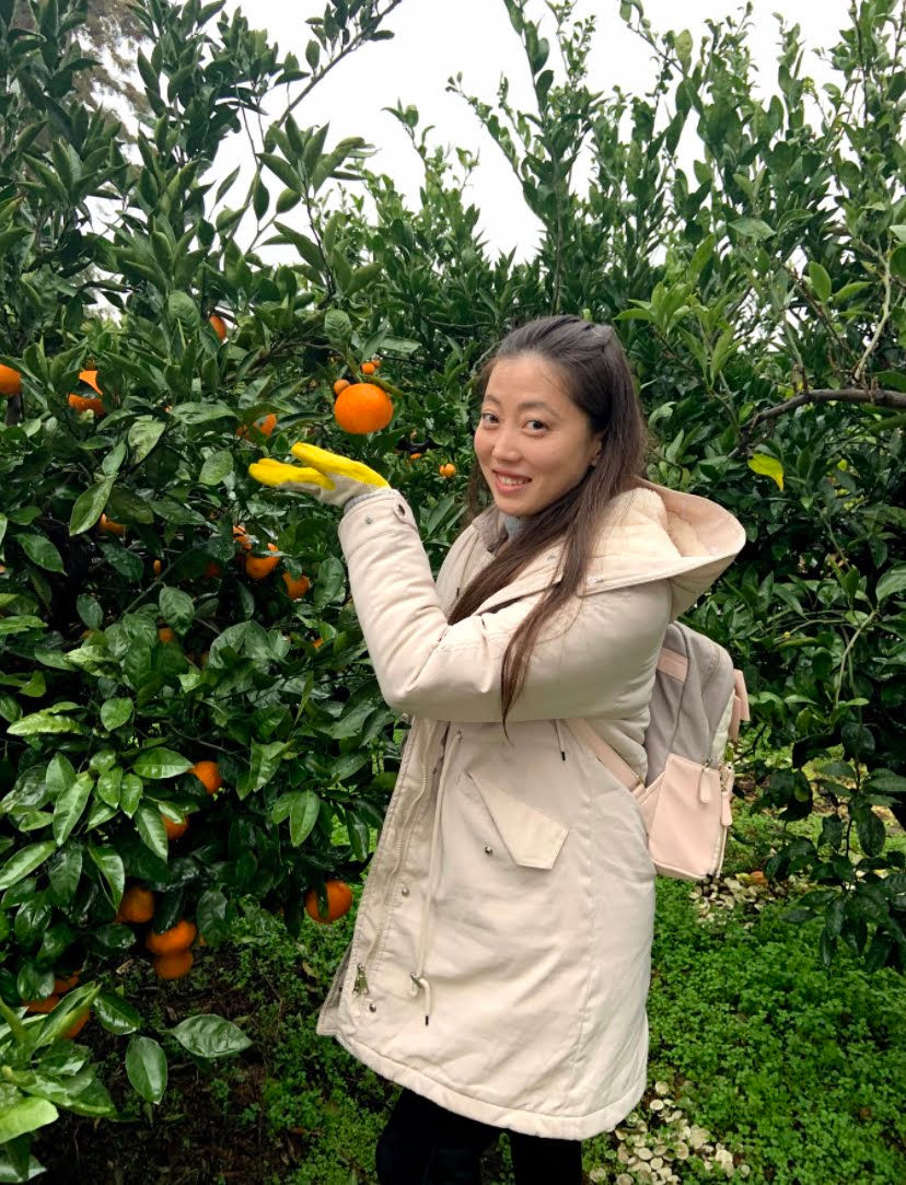 Tangerine Picking For The First Time In Jeju Island