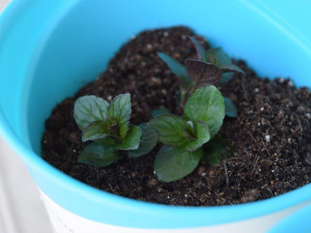 やべっ、猫草が売り時だけど・・・