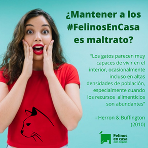 ¿Dejar los gatos en casa es maltrato?