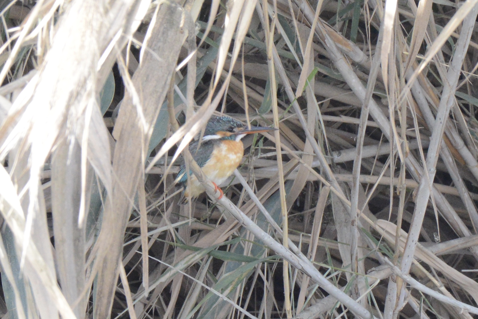 Al Wathba Wetland content media