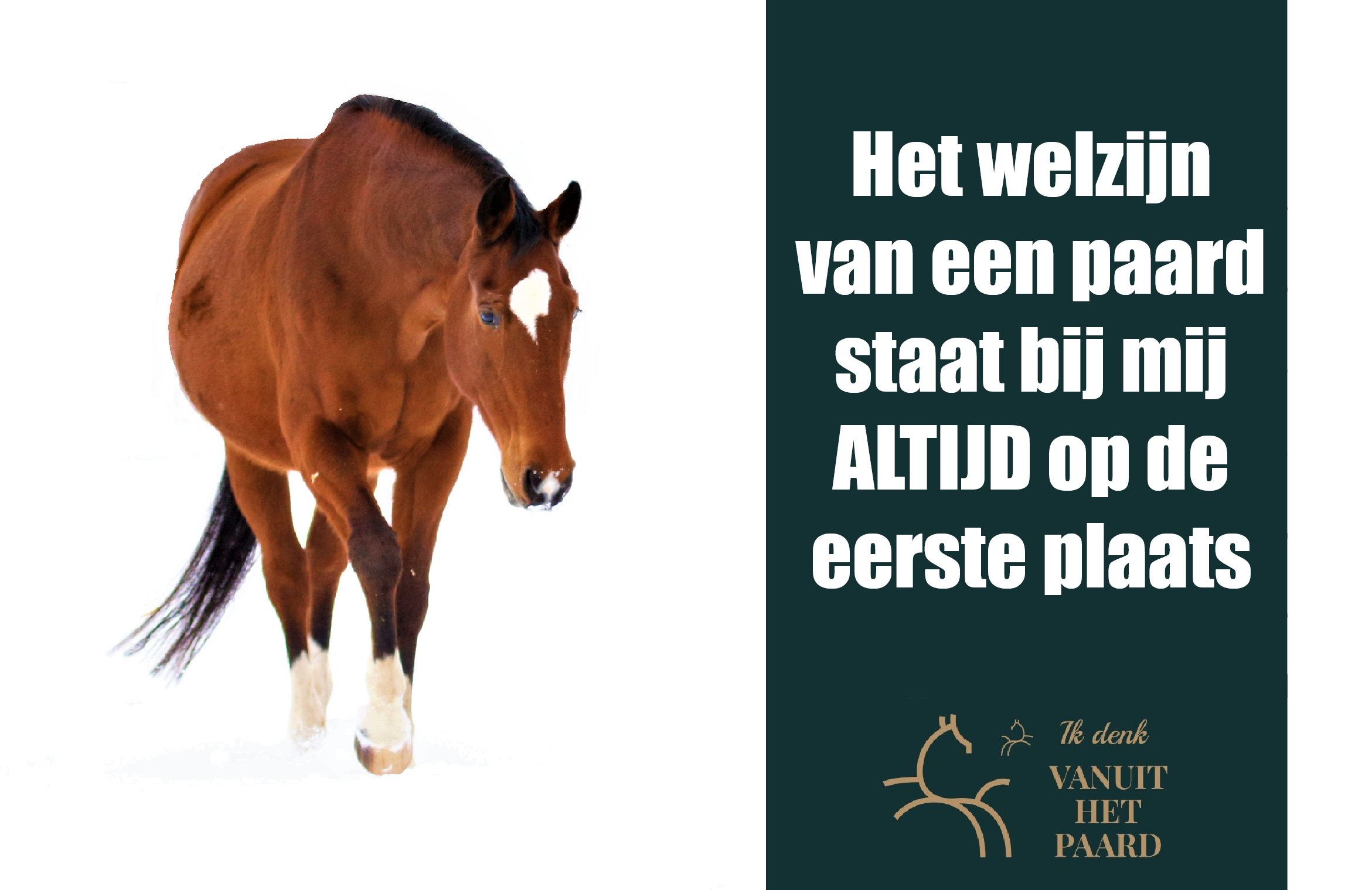 Community Vanuit het Paard content media