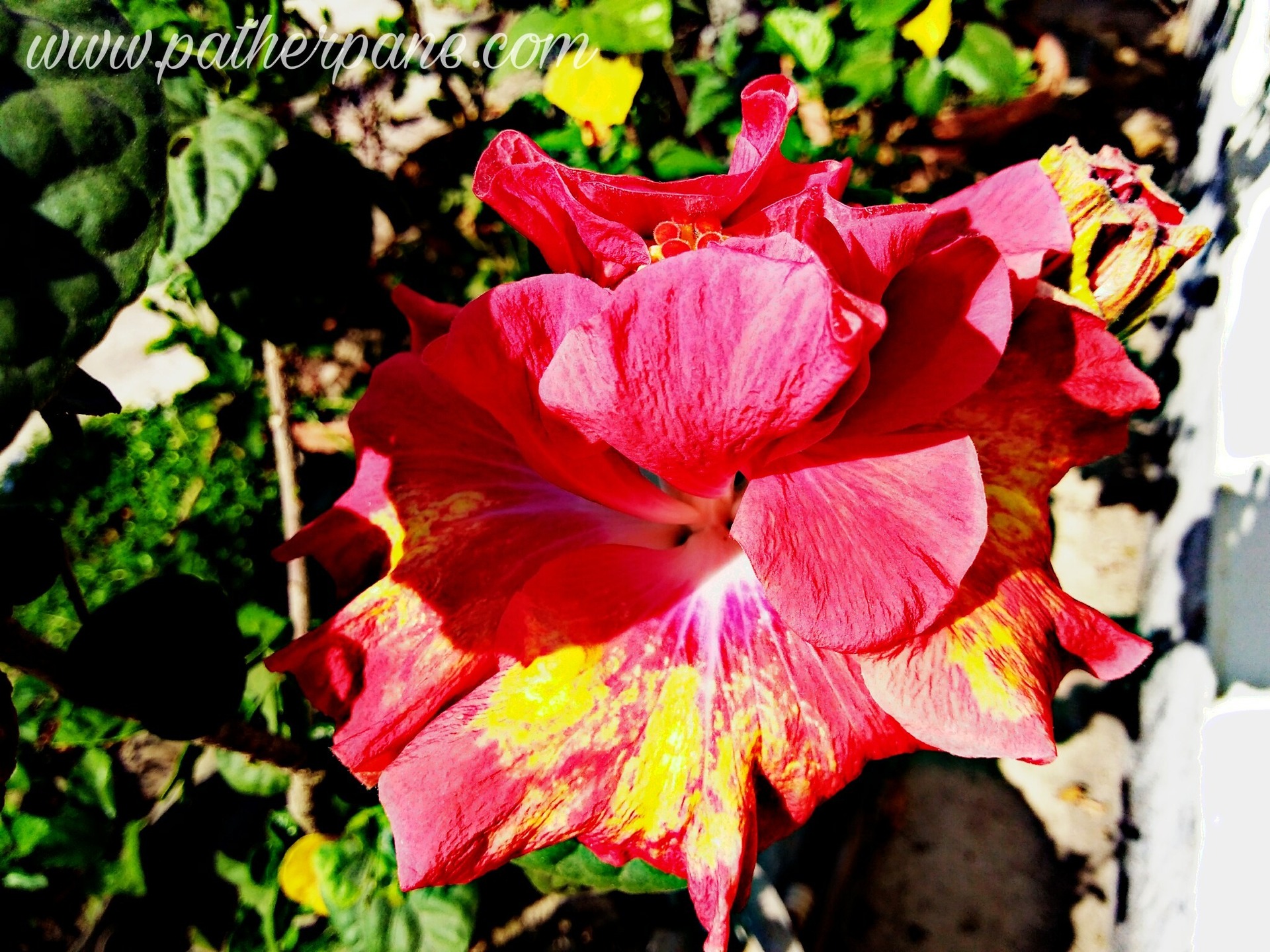 Rare Blooming !!! ঘন্টা জবা content media