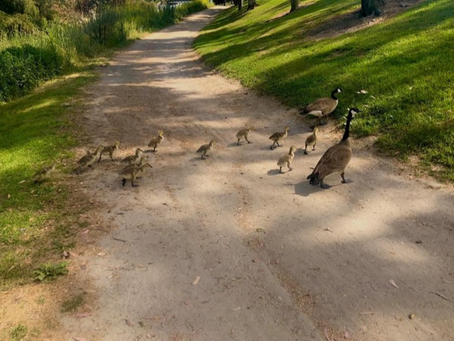Family Trek