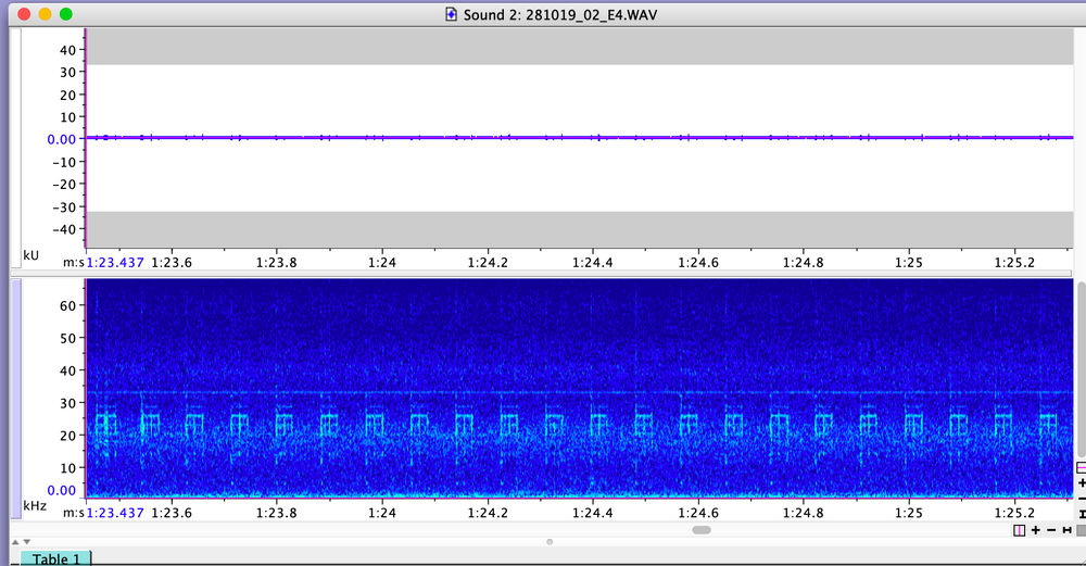 "Clicking"noise at 26kHz openacousticdevices