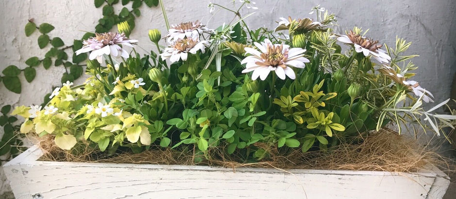 春の寄せ植え
レッスン!