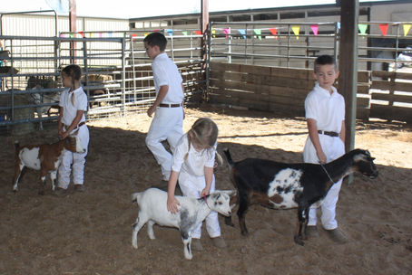 Goat Vs Cow - How We Decided Which To Raise