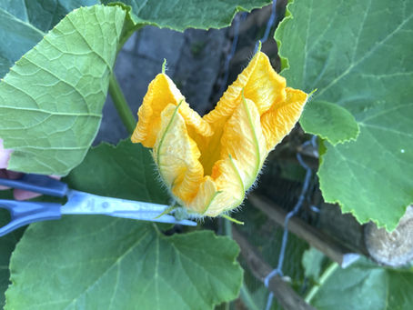 In het seizoen: Gevulde courgettebloemen