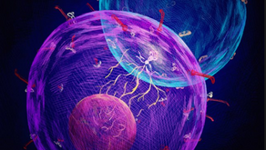 세포 속 액체방울로 게놈을 조절한다?