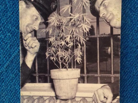 Sobre trabalhar num dispensário