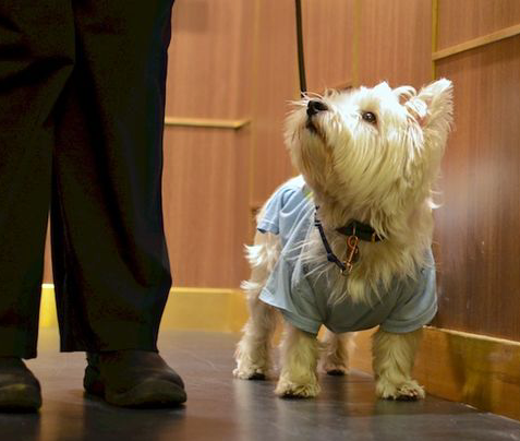 Impulse Control Training and Games for Dogs