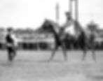 Thoroughbred racehorse Man o' War in the 1920 Travers Stakes at Saratoga.