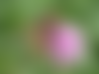 小昆蟲治大黃蜂