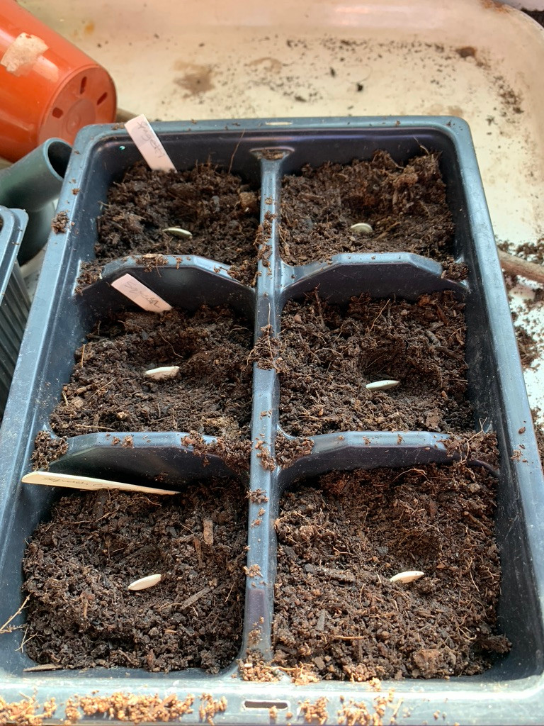Squash and courgette seeds sown on their sides