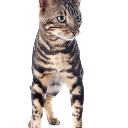 Osteoarthritis in Cats