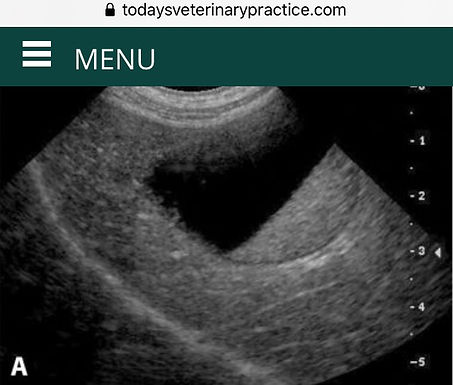 Acute Abdomen: not a cute abdomen...