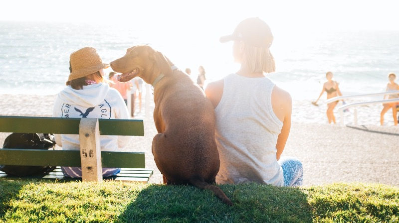 Dog with owner on holiday at the beach