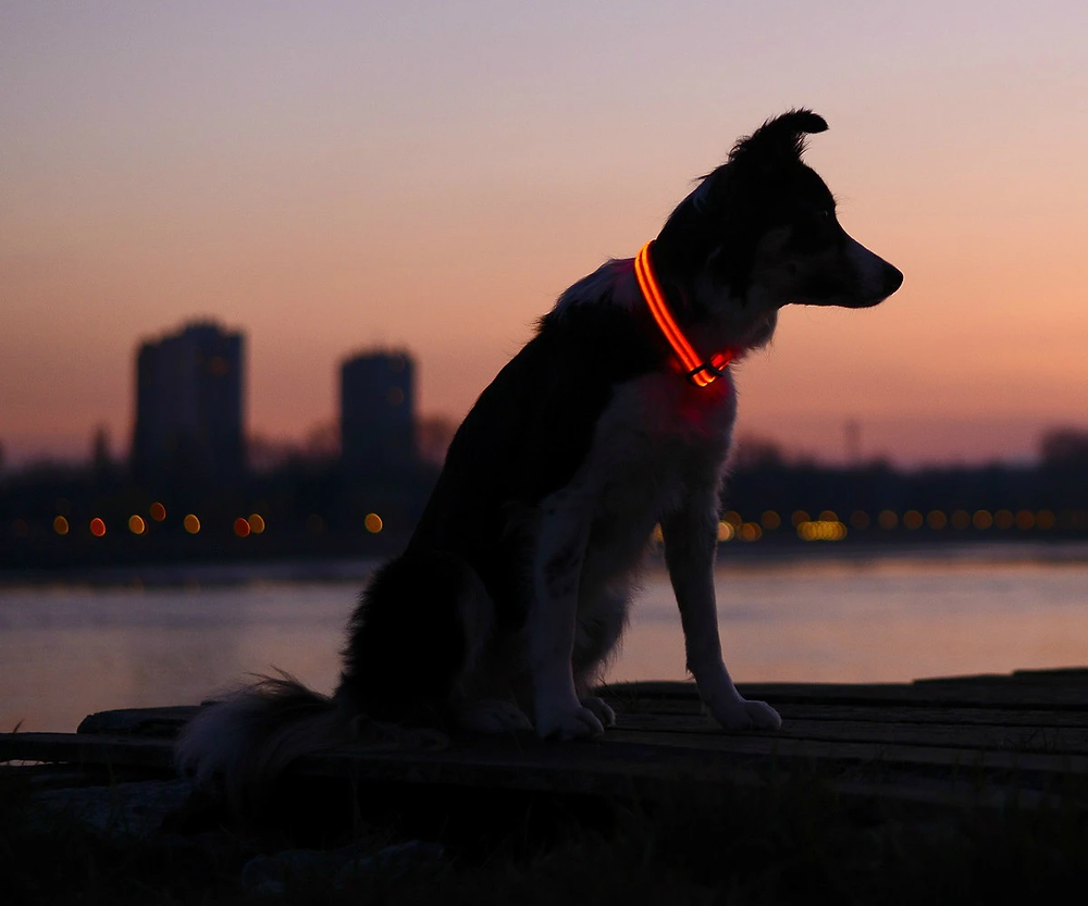 led dog collar with remote