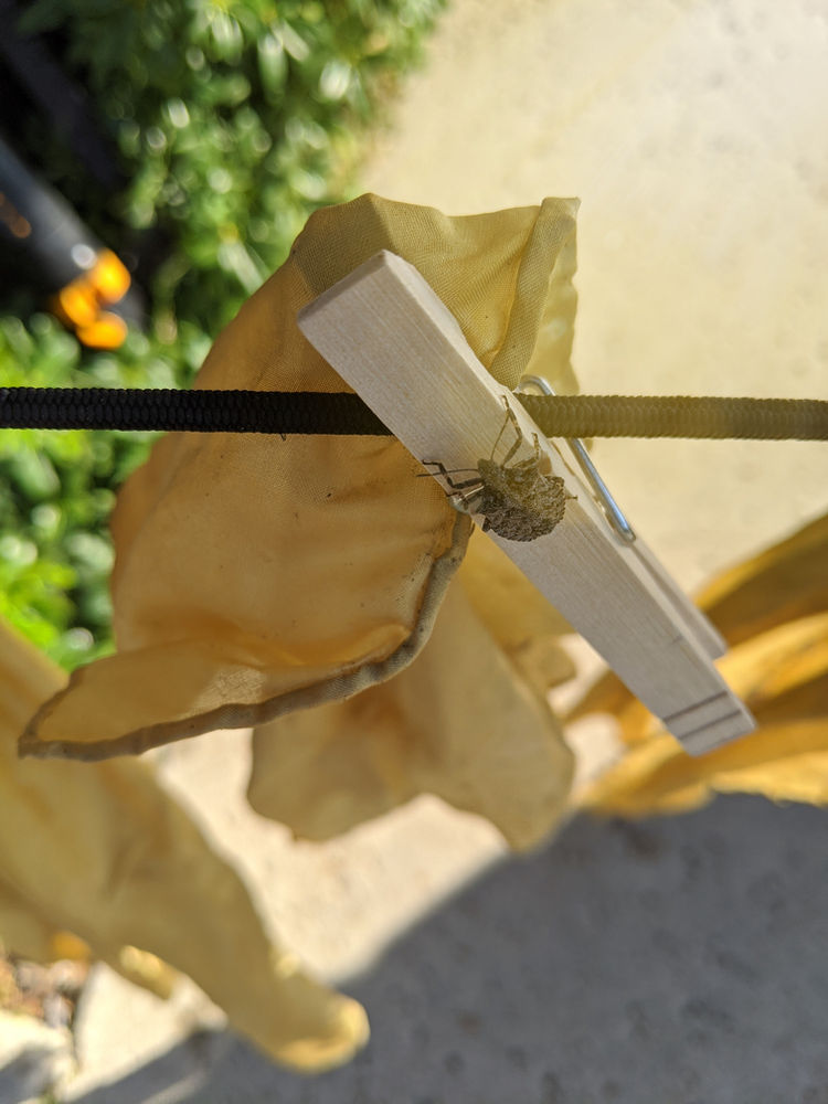 Henna Natural Dye Getting Started